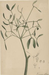 mistletoe_botany_print